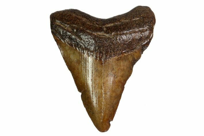 Juvenile Megalodon Tooth - Georgia #158779